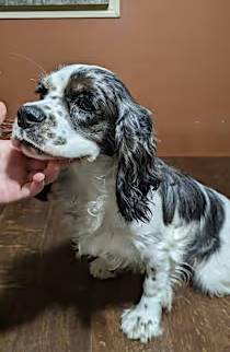 Malie the Cocker Spaniel at Lonely Paws