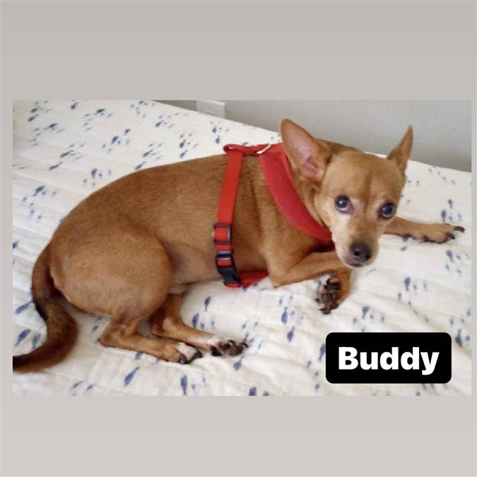 Buddy the Chihuahua at Lost Paws Animal Rescue