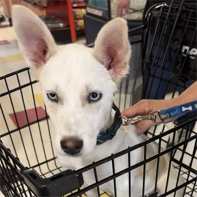 Casper the Husky & Rat Terrier Mix at Lost Paws Animal Rescue