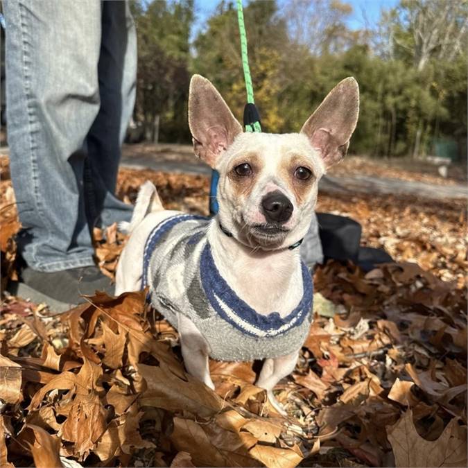 Flicker the Chihuahua Dachshund at MatchDog Rescue