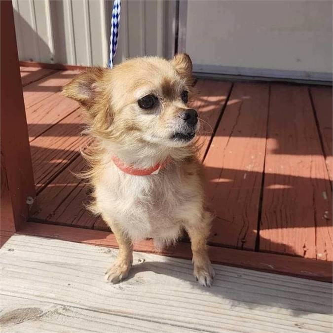 Ronnie the Chihuahua Mix at MatchDog Rescue