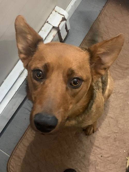 Cocoa the Carolina Dog / Shepherd at No Paw Left Behind