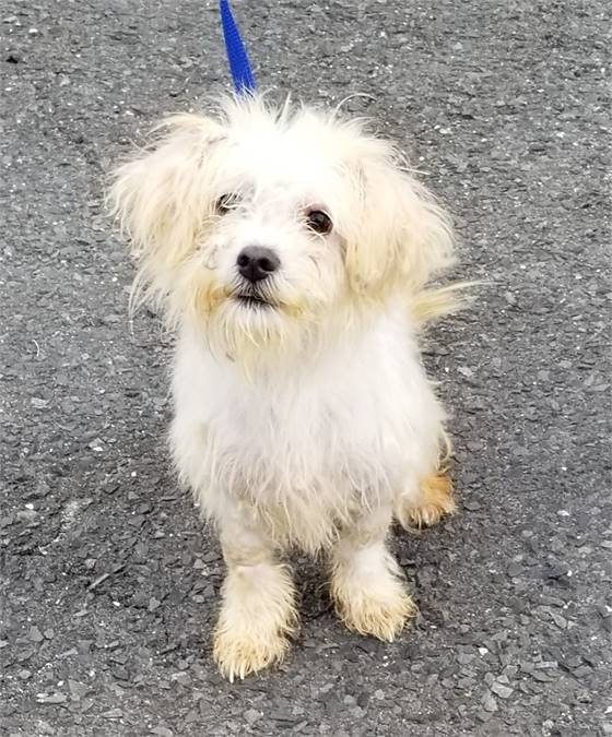 Sugar the Terrier Mix at West Orange Animal Welfare League