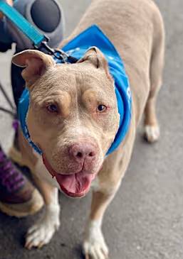 Debo the Staffordshire Bull Terrier at One Love Animal Rescue