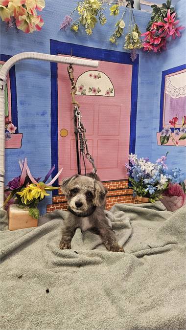 Dolly the Poodle Mix at Puppy Love Pet Rescue