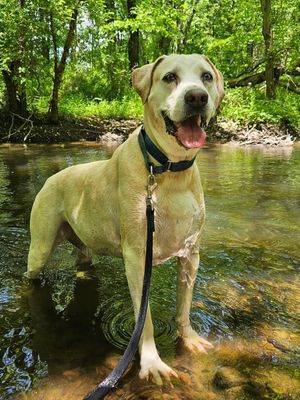 Grover the Catahoula Leopard Dog / Labrador Retriever at Ramapo-Bergen Animal Refuge