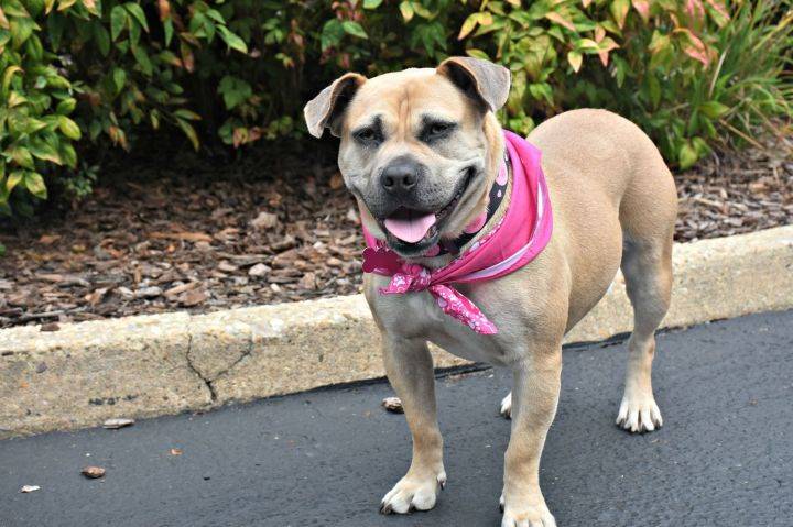 Piggy Sue the American Bulldog & Beagle Mix at Rescue Ridge