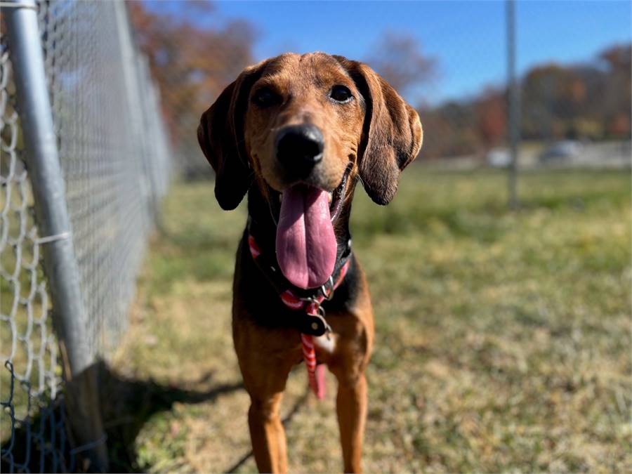 Sid the Coonhound, Black and Tan/Mix St. Hubert's Animal Welfare Center