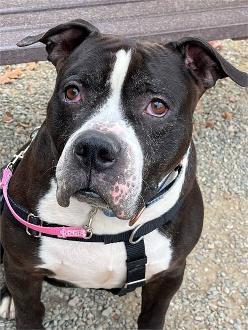 Nash the American Staffordshire Terrier / Terrier / Mixed at Sammy's Hope