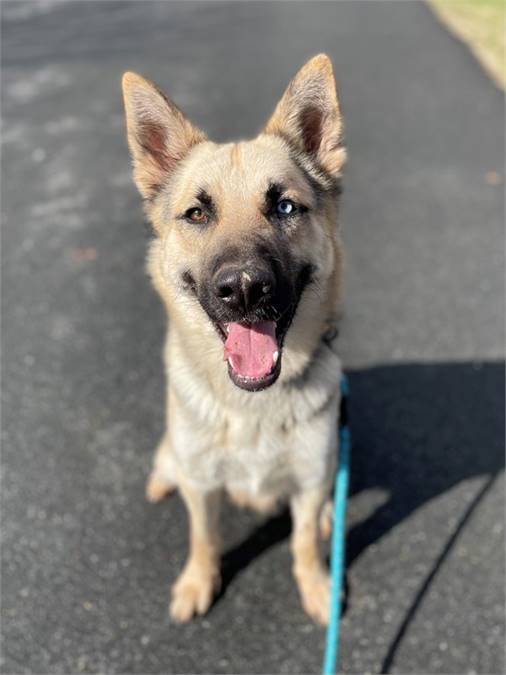 Troy Bolton the Shepherd & Siberian Husky Mix at SAVE, A Friend to Homeless Animals