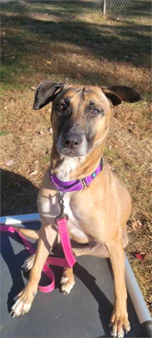 Millie the Belgian Shepherd / Malinois Mix at Shore Saves