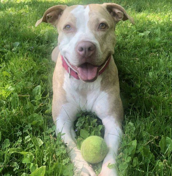 Penny the American Staffordshire Terrier at All Star Pet Rescue