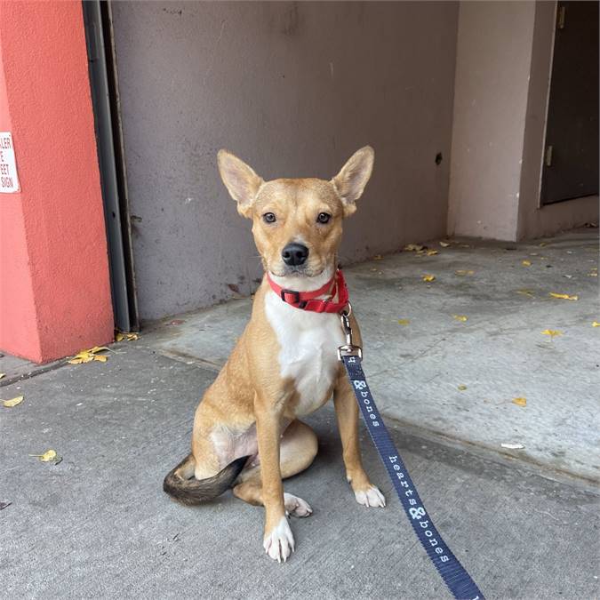 Bambi the Corgi Mix at Hearts & Bones Rescue