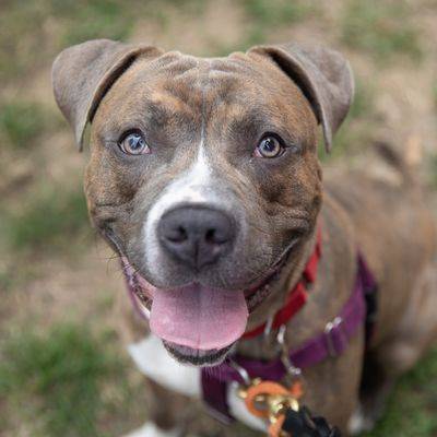 Bambi the American Pit Bull Terrier at ASPCA NYC