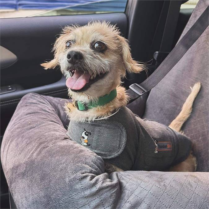 Precious the Schnauzer & Dachshund Mix at Heavenly Angels Animal Rescue