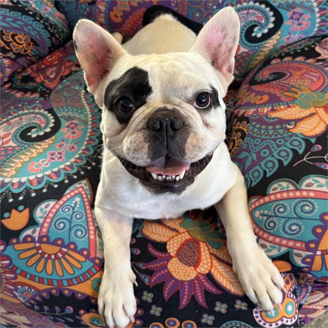 Petey the Bull the American Bulldog/French Bulldog at Friends With Four Paws