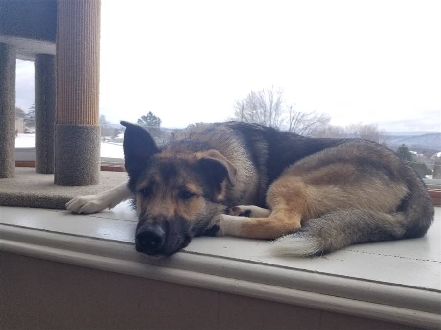 Zengo the German Shepherd / Great Pyrenees mix at Cold Nose Warm Heart ...