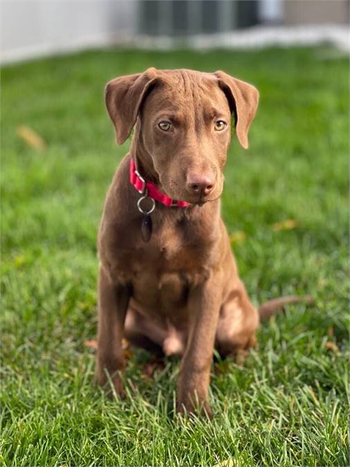 Buzz the Labrador Retriever Mix at Home For Good Dog Rescue