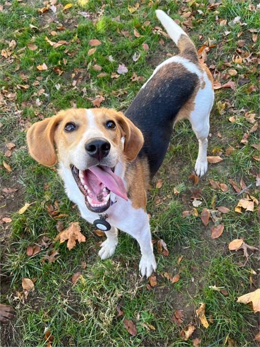 Ivan the Foxhound Mix at Home for Good Dog Rescue