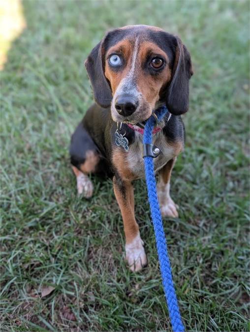 Annie the Beagle Mix at Home for Good Dog Rescue