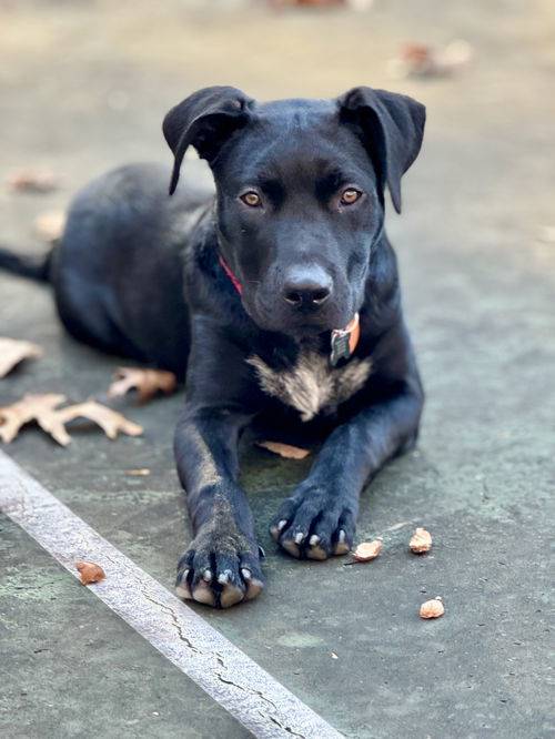 Labrador Retriever Mix at Eleventh Hour Rescue