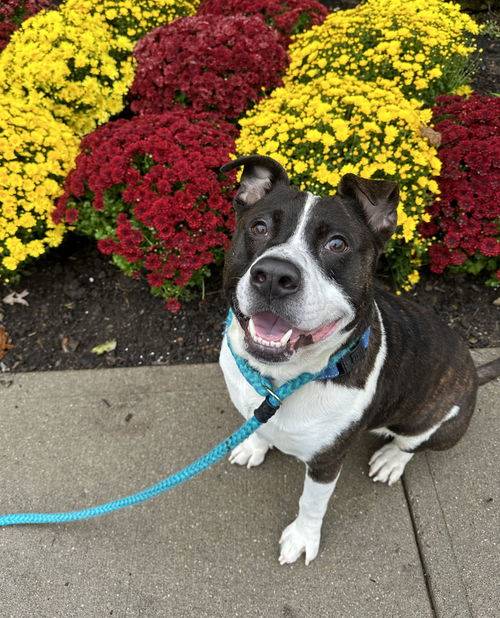 American Staffordshire Terrier Mix at Eleventh Hour Rescue