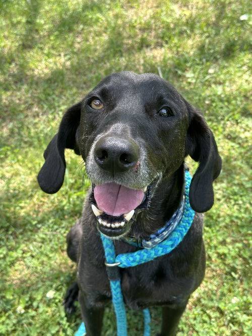 Plott Hound / Weimaraner Mix at Eleventh Hour Rescue