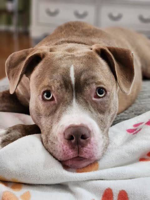 Sasha the American Pit Bull Terrier at Castle of Dreams Animal Rescue