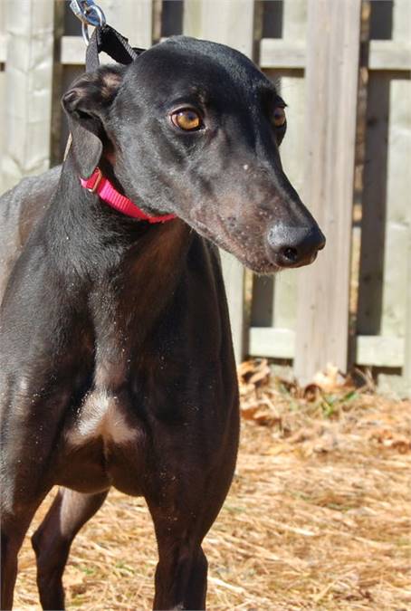 Broadway Johnny the Greyhound at Greyhound Friends of New Jersey