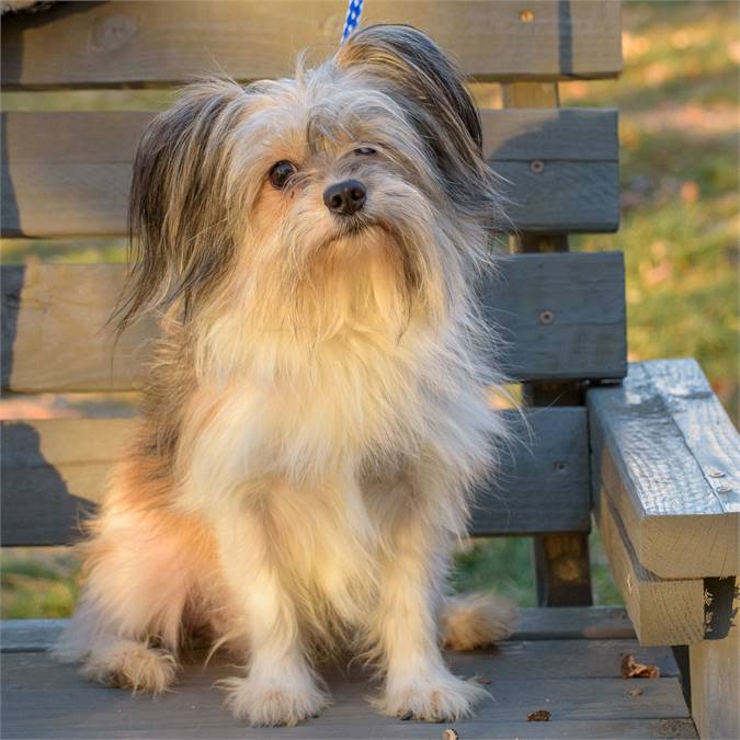 Winslow the Pomeranian & Shih Tzu Mix at Animal Alliance of NJ