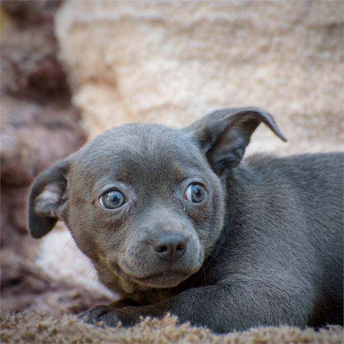 Theresa the Chiweenie Mix at Animal Alliance of NJ