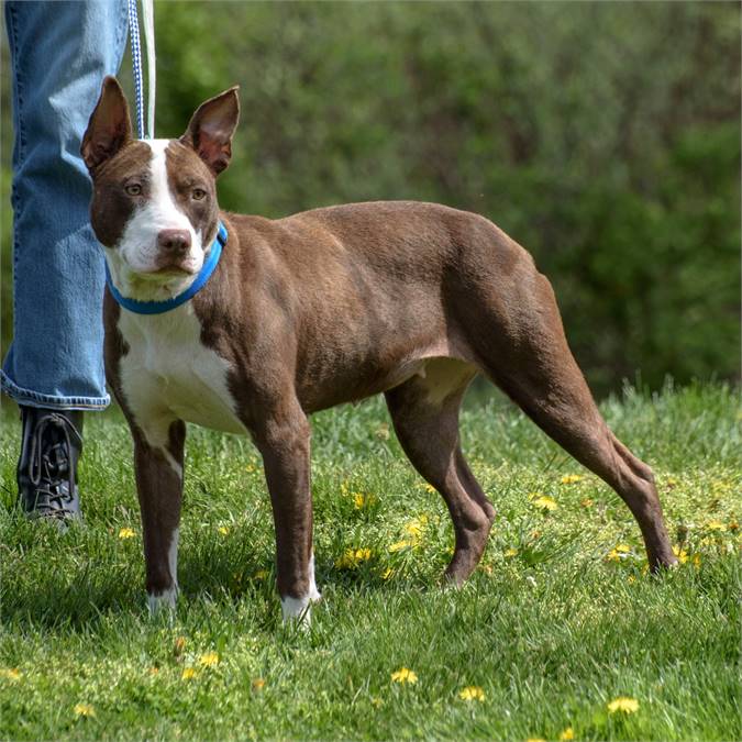 Morgan the Hound Mix at Animal Alliance of NJ