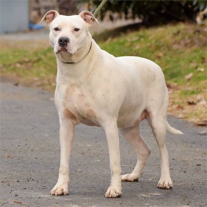 Meredith the Pit Bull Terrier Mix at Animal Alliance of NJ