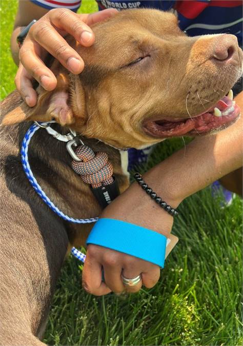 Jacob the Hound Mix at Animal Alliance of NJ