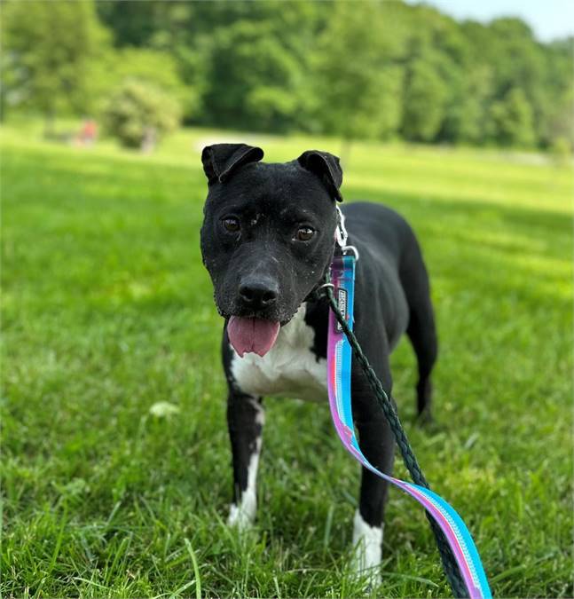 Belladonna the Hound Mix at Animal Alliance of NJ