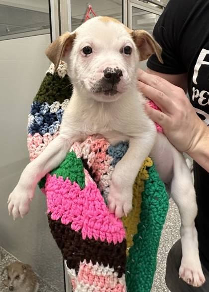 Skeeter the Hound Mix at Animal Welfare Association of New Jersey