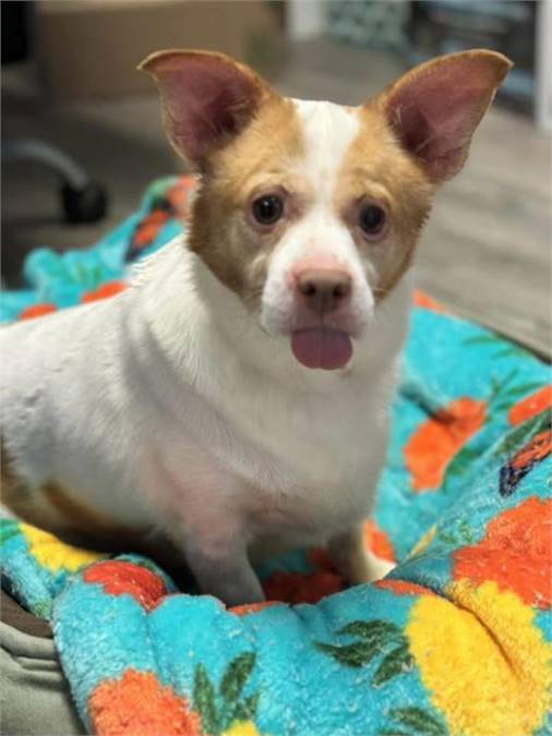 Danny the Jack Russell Terrier & Pit Bull Terrier Mix at AHS-Tinton Falls