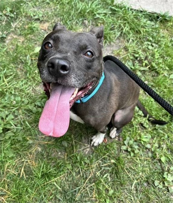 Carly the Pit Bull Terrier Mix at AHS-Tinton Falls