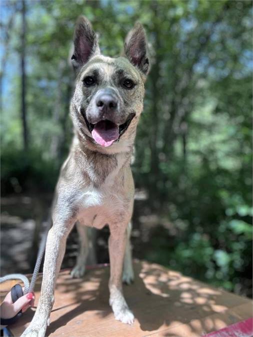 Jerry the Shepherd Mix at AHS-Tinton Falls