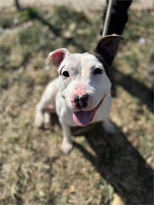 Clarabelle the Pit Bull Terrier Mix at Associated Humane Societies - Newark