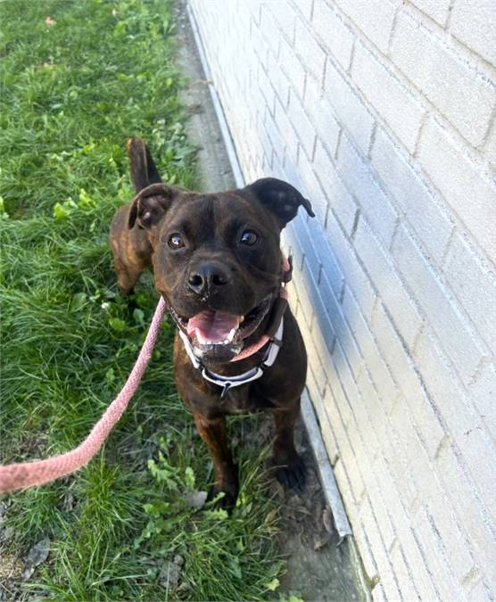 Luna the Pit Bull Terrier Mix at Associated Humane Societies - Newark