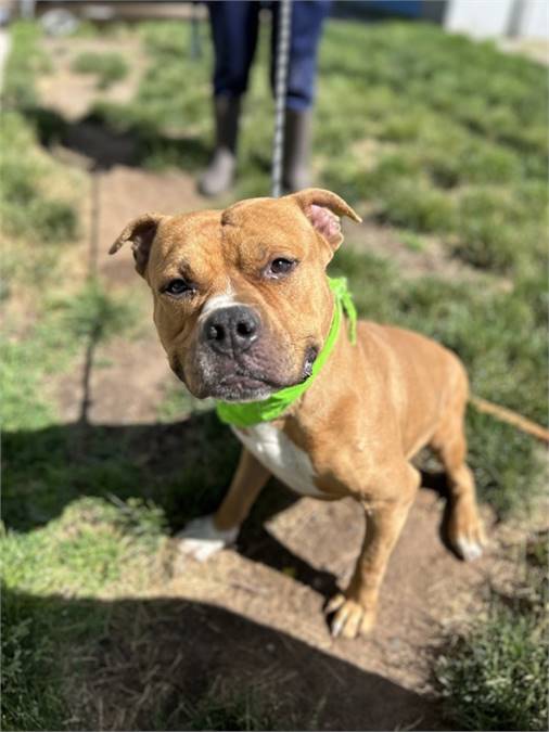 Jungle the Pit Bull Terrier & Boxer Mix at Associated Humane Societies - Newark