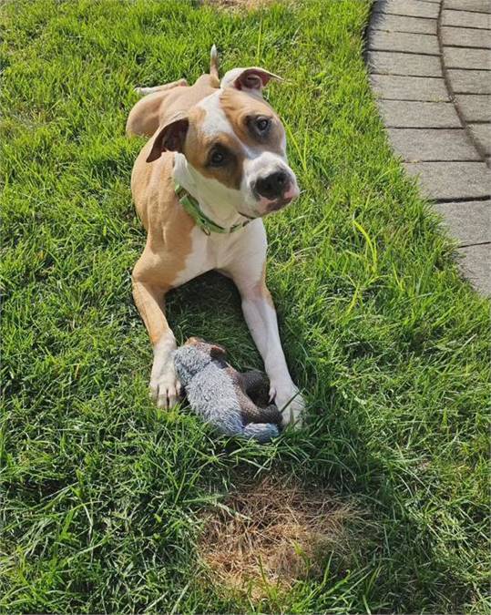 Cookie the Pit Bull Terrier Mix at Associated Humane Societies - Newark