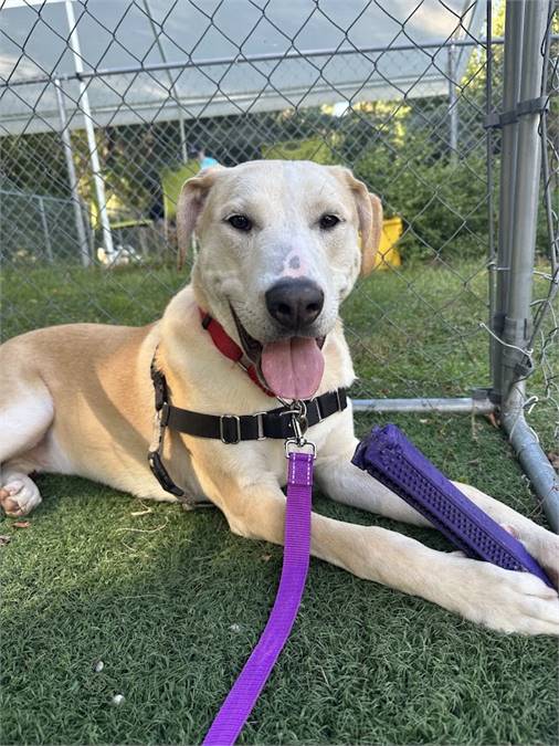 Olly the Mixed Breed at Beacon Animal Rescue