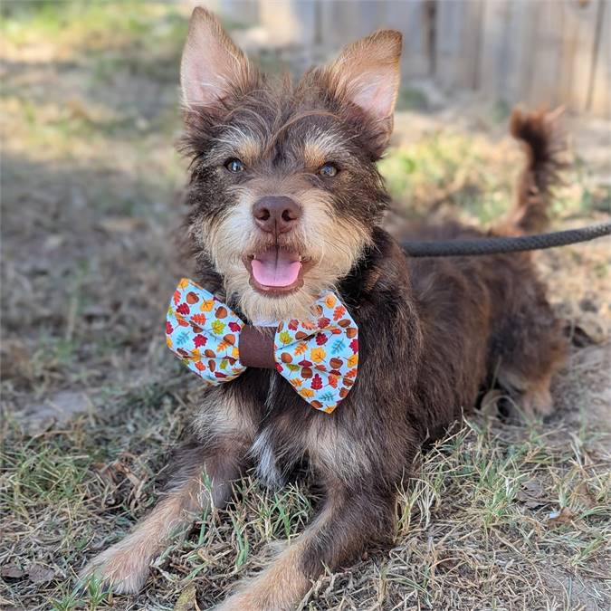 Bean the Terrier Mix at Big Dog Rescue Project