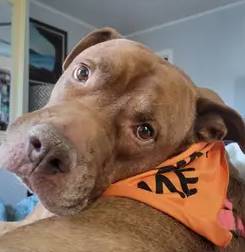 Pako the American Pit Bull Terrier at Brick City Rescue