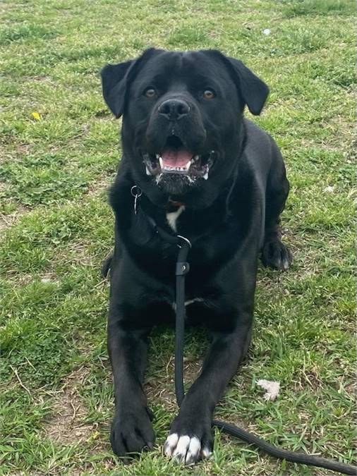 Thor the Labrador Retriever at Cape May County Animal Shelter and Adoption Center