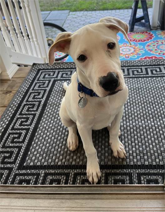 Wilbur the  Dogo Argentino & Labrador Retriever Mix at FOWA Rescue