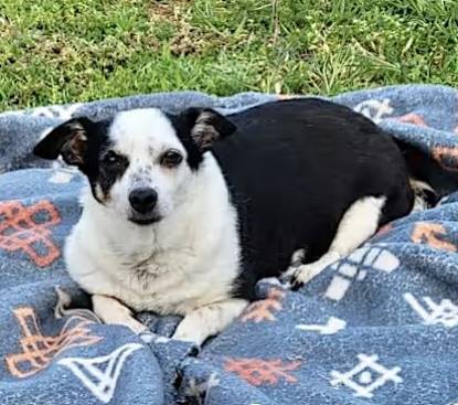 Bee Bee Dee the Chihuahua/Corgi at Friends With Four Paws