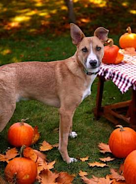 Tucker the Australian Cattle Dog/Boxer at FurryTail Endings Canine Rescue